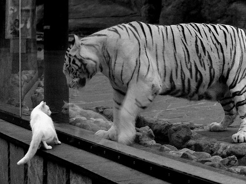 九游官网主页-楚阿梅尼转会至皇家马德里，楚瓦梅尼