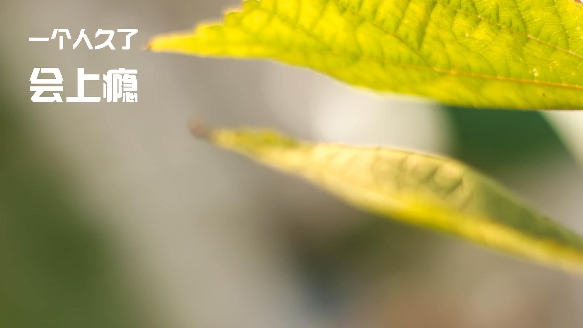 球迷自制“燃动”短片,新颖剪辑惊喜不断,篮球自媒体视频怎么做