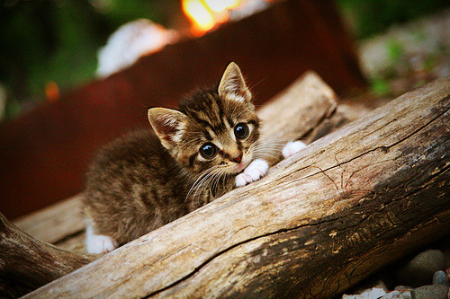 足球运动纳入大学素质拓展课程,大学足球特长招生大学