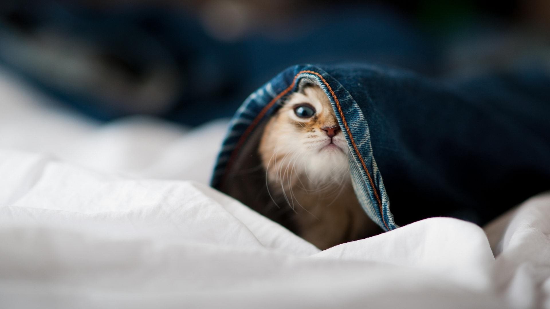 九游(jiuyou)官方网站-高空空中飞人特技表演，极限动作惊艳全场，这空中飞人的特技十分惊险,看得观众瞠目结舌