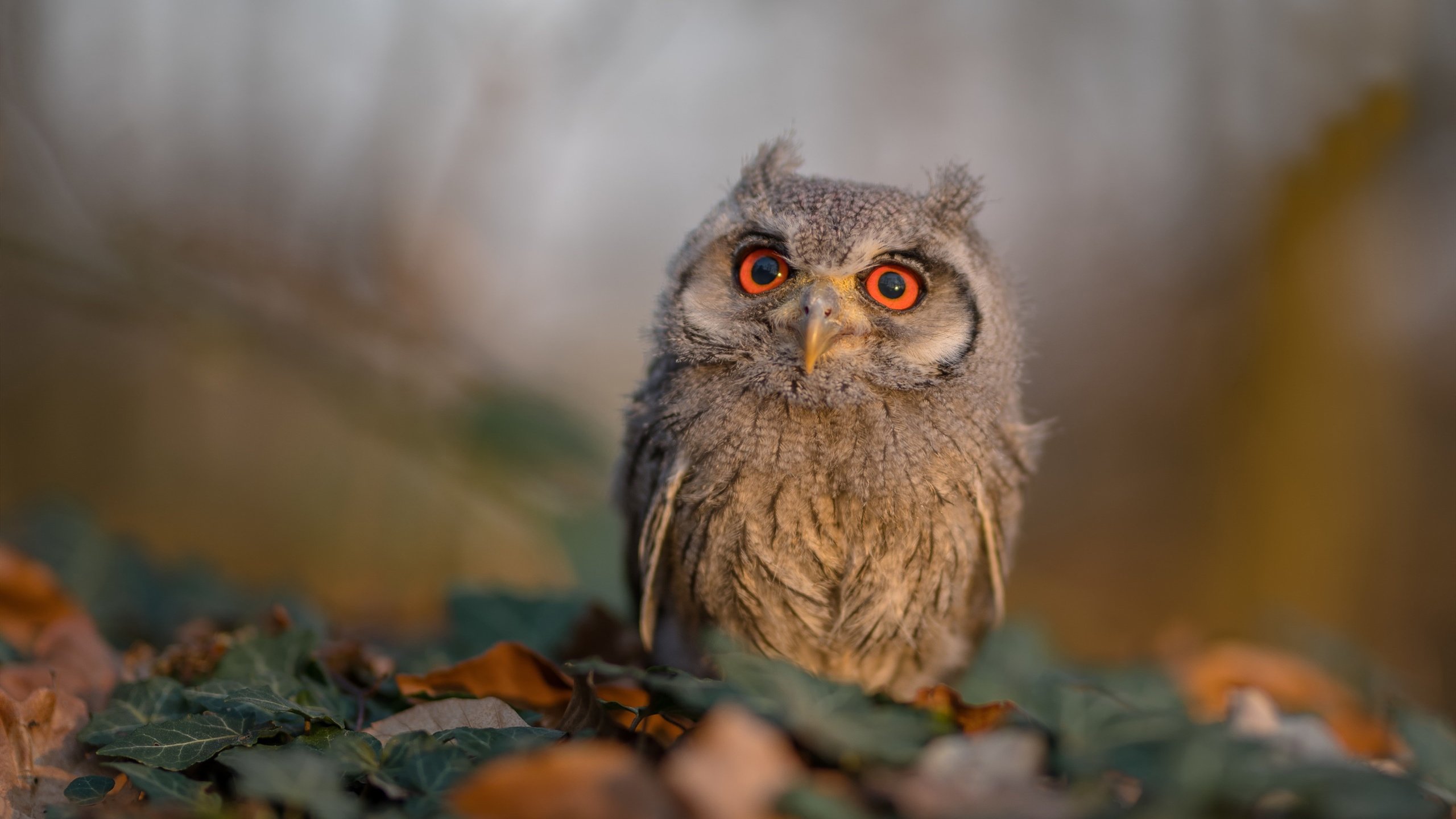 中超联赛的商业化运作模式,中超商业价值