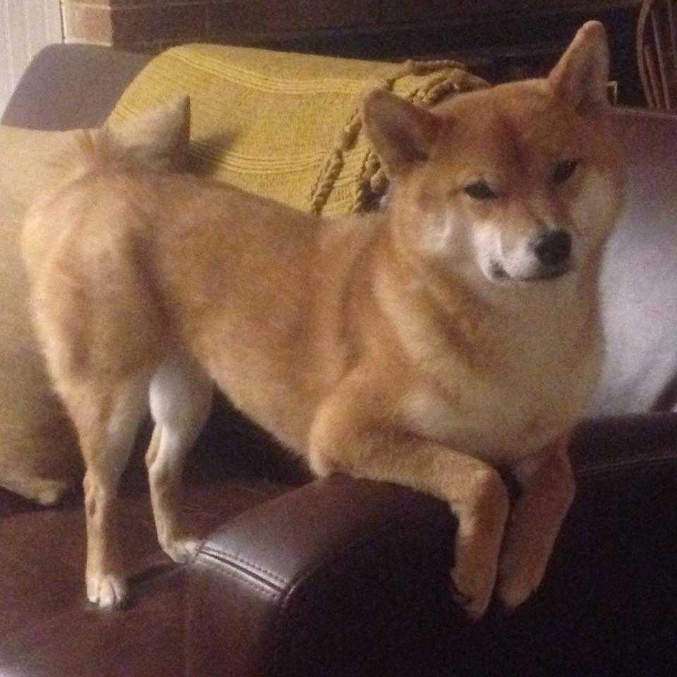 九游游戏中心-北京国安中场表现抢眼，领先积分榜，北京国安中场球员