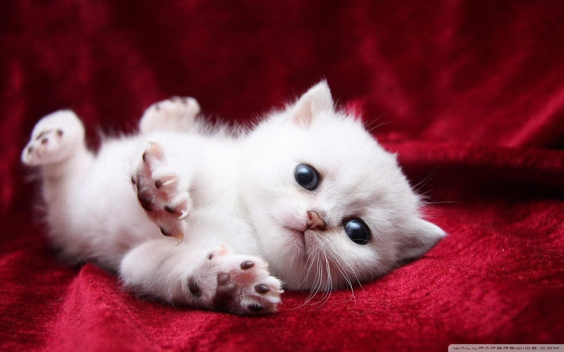 曼联后卫因伤缺席关键欧冠比赛,球队备战受影响