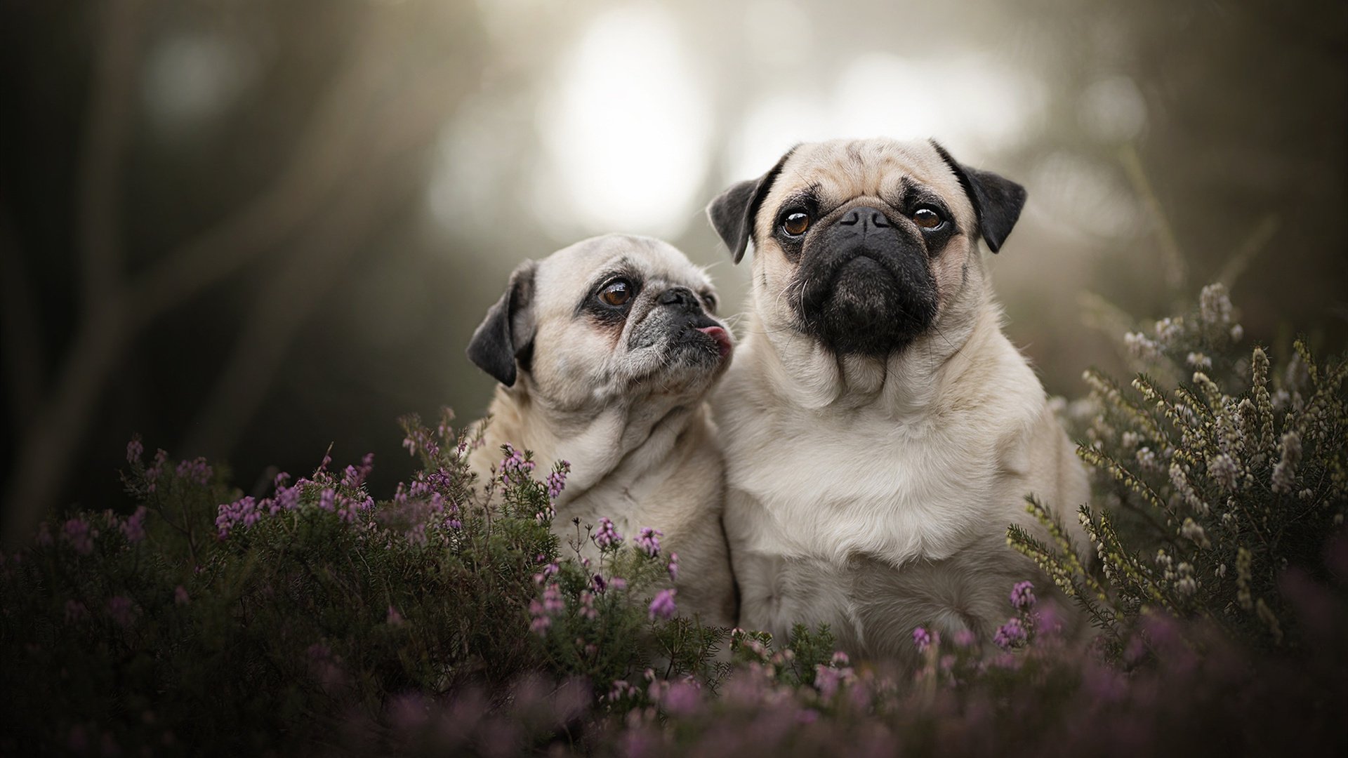 九游娱乐官网 (jiuyou)-瑞士门将获“最佳雪地扑救奖”