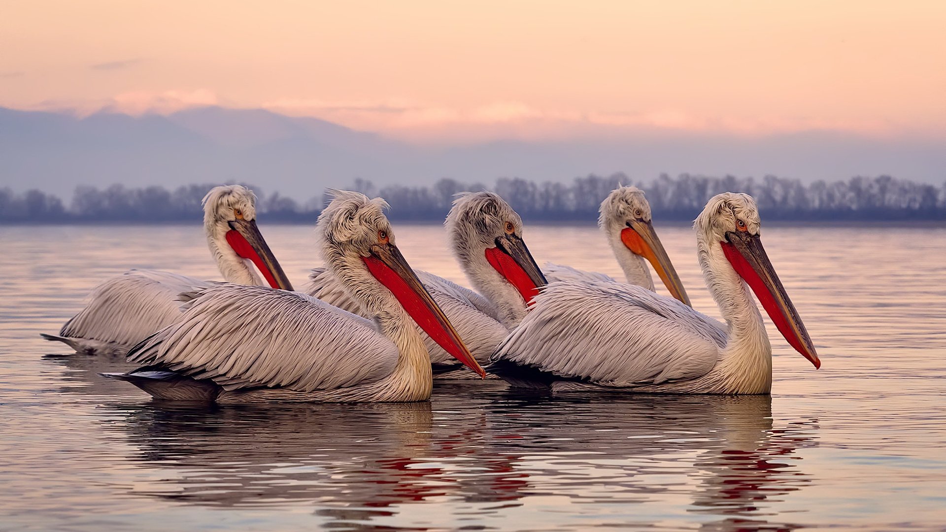 罗马主场-大胜莱切,豪取胜利,罗马主场在哪