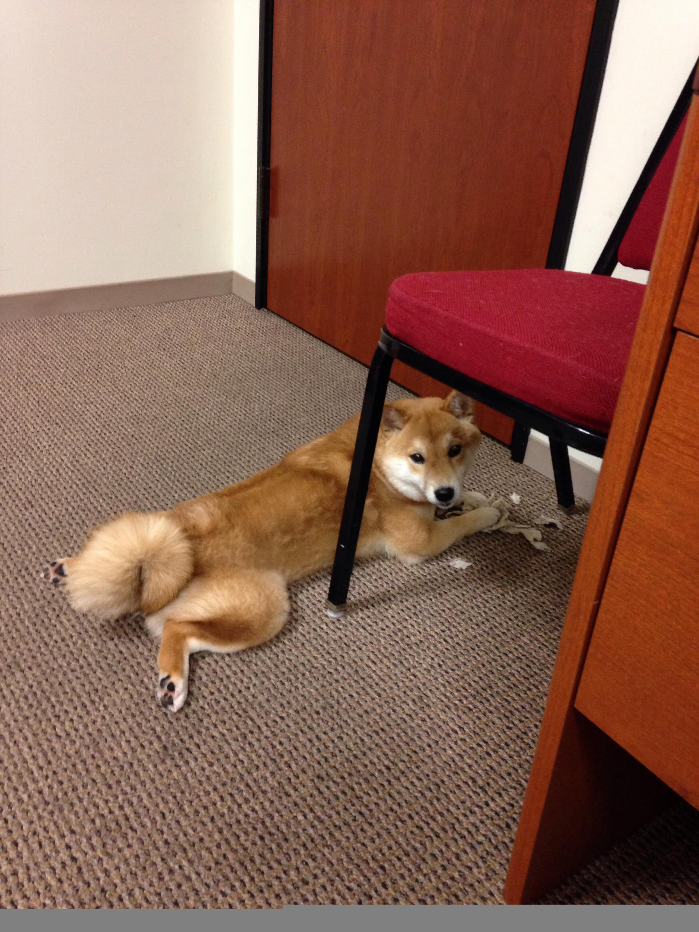 罗马主场-大胜莱切,豪取胜利,罗马主场在哪