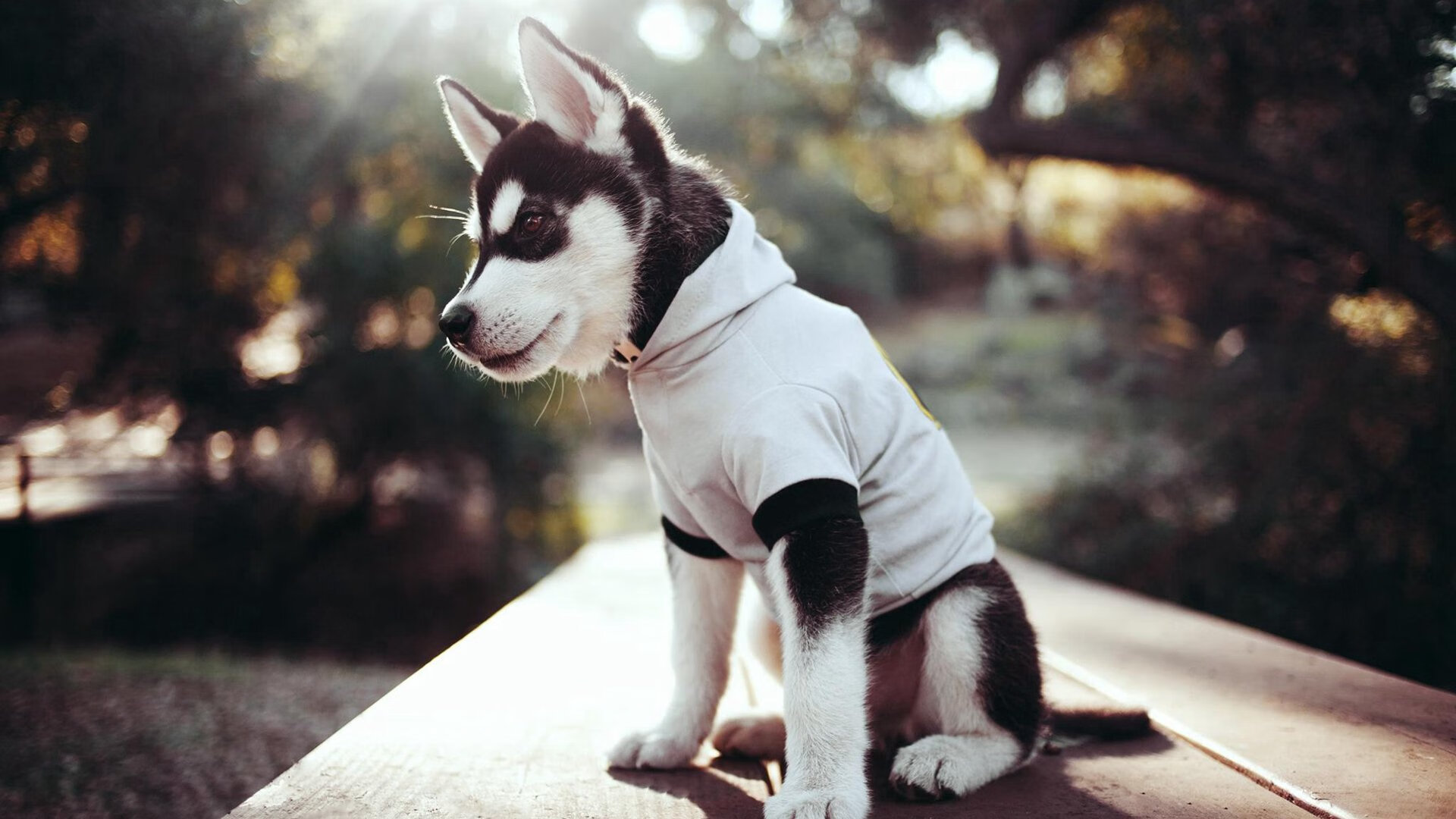 阿森纳门将莱诺多次神勇扑救,保住球门不失,阿森纳5_2莱斯特城