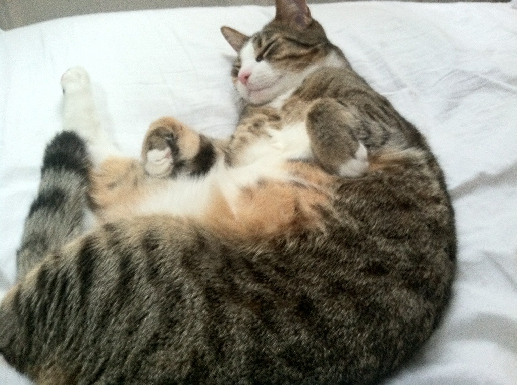 九游登录中心-青训主帅是否能具备长期带队耐心，青训主管需要什么属性