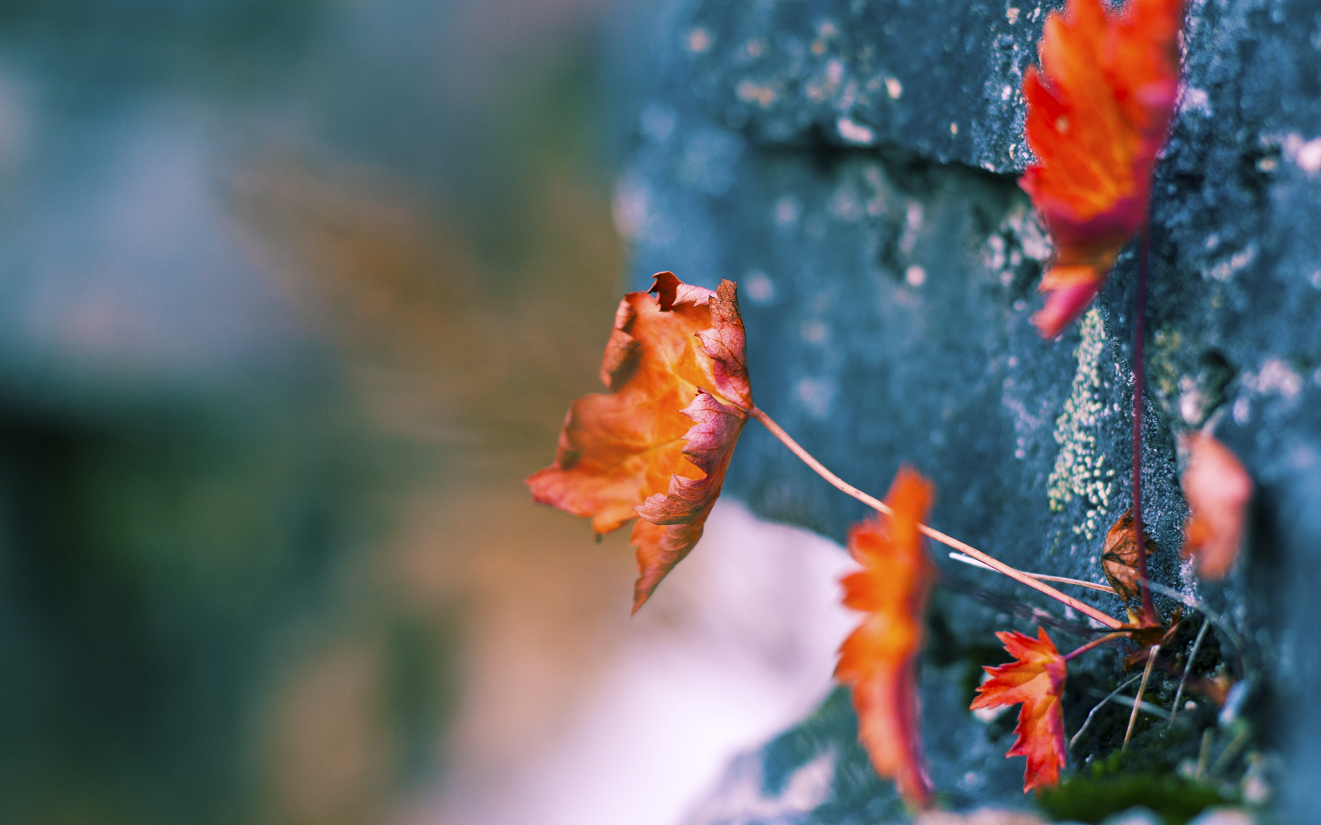 黄蜂球队进攻端表现更加稳定,黄蜂球队进攻端表现更加稳定的原因