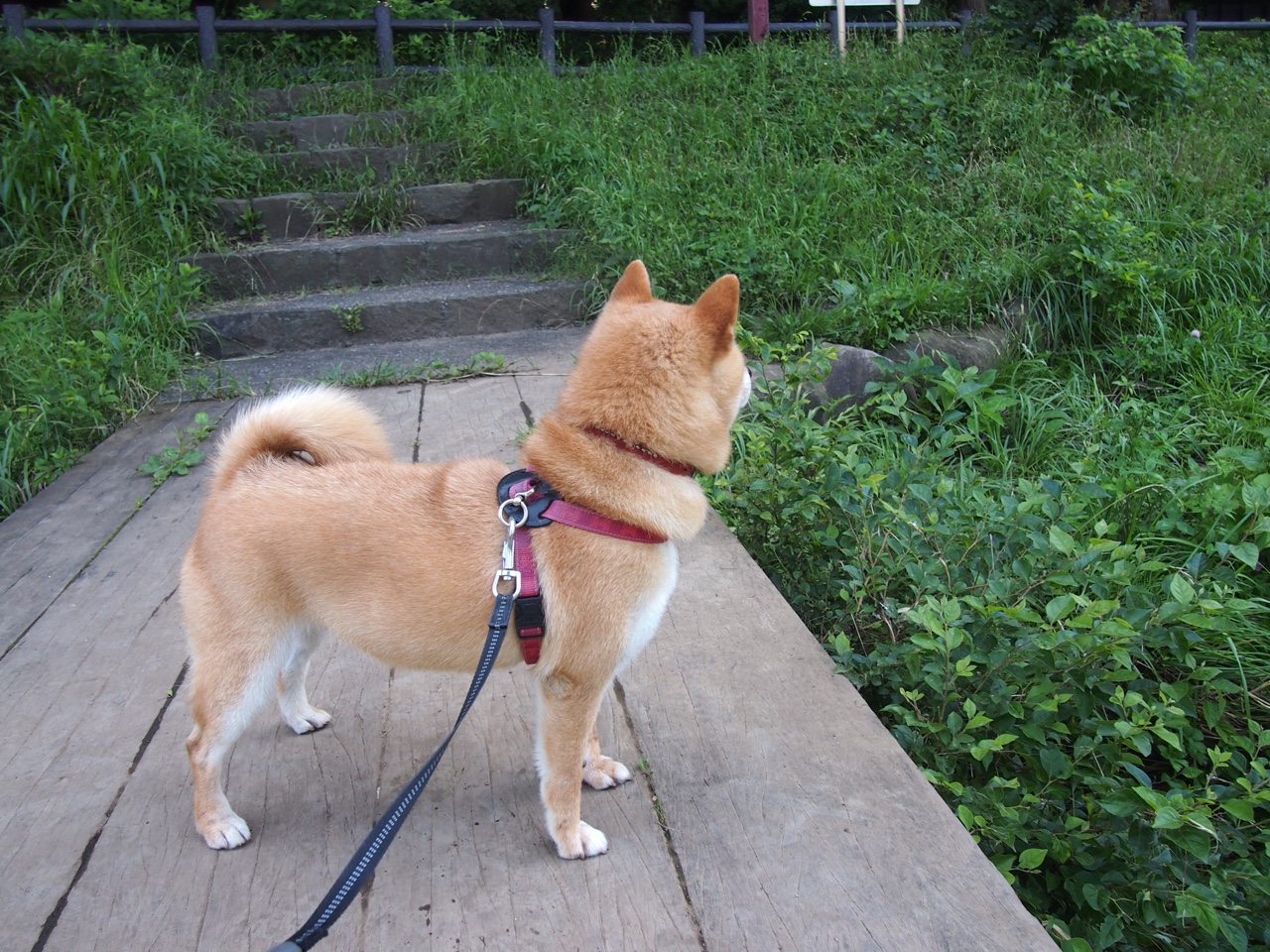 世界运动员潜水锦标赛中国队再获佳绩,世界潜水冠军