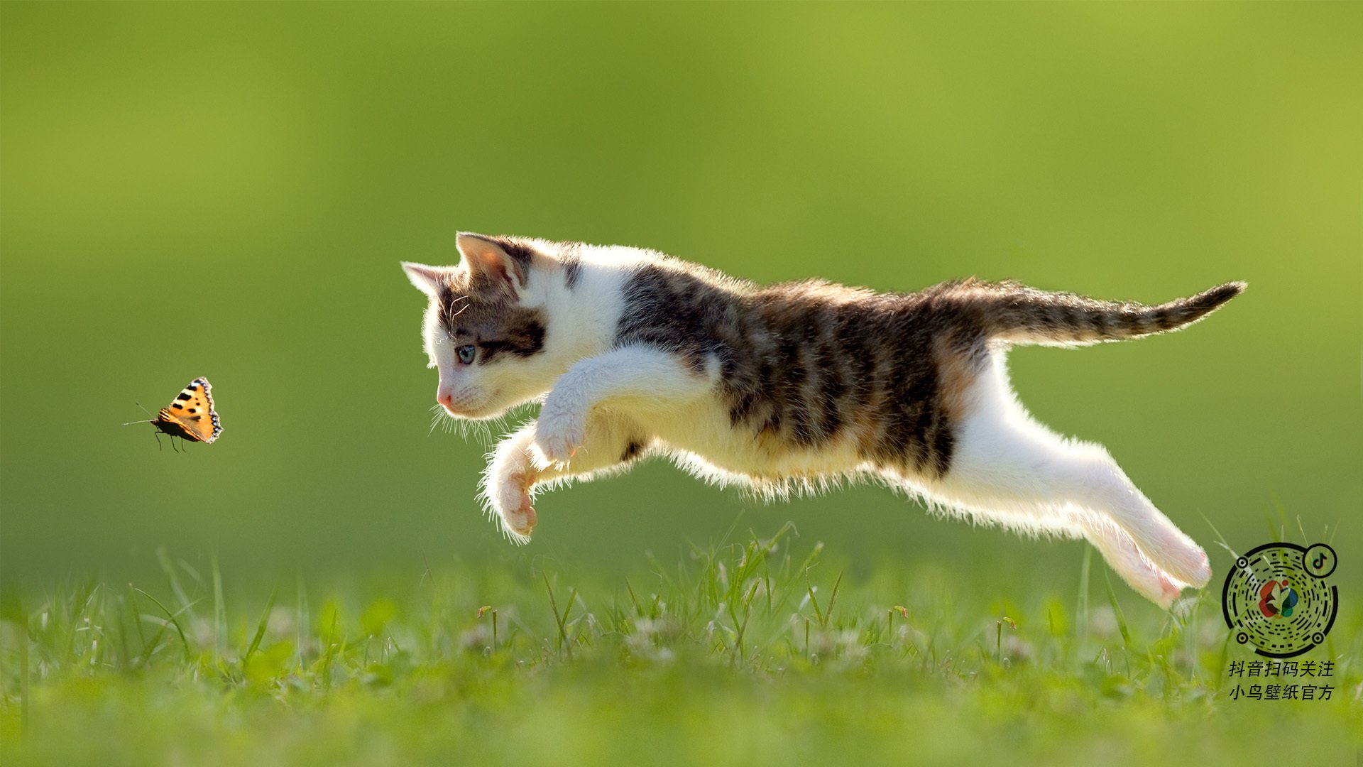 中国篮球职业联赛球队战术演变分析,中国职业篮球队所有队伍