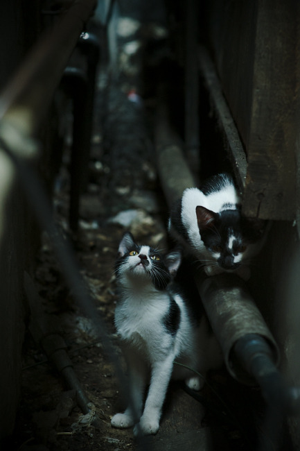 反兴奋剂:足球行业的清洁计划与监管措施,体育反兴奋剂