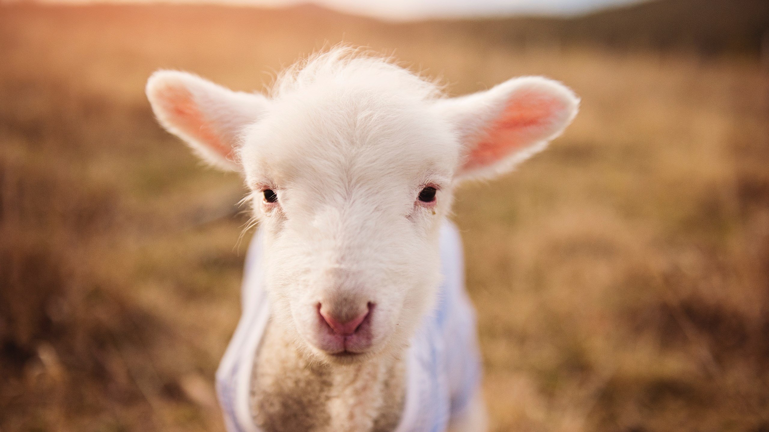 国足队员比赛参与度数据评估,国足比赛统计