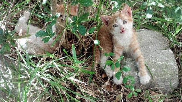 九游网页版入口-意甲裁判语义识别系统减少误判争议的实证分析，意甲著名裁判