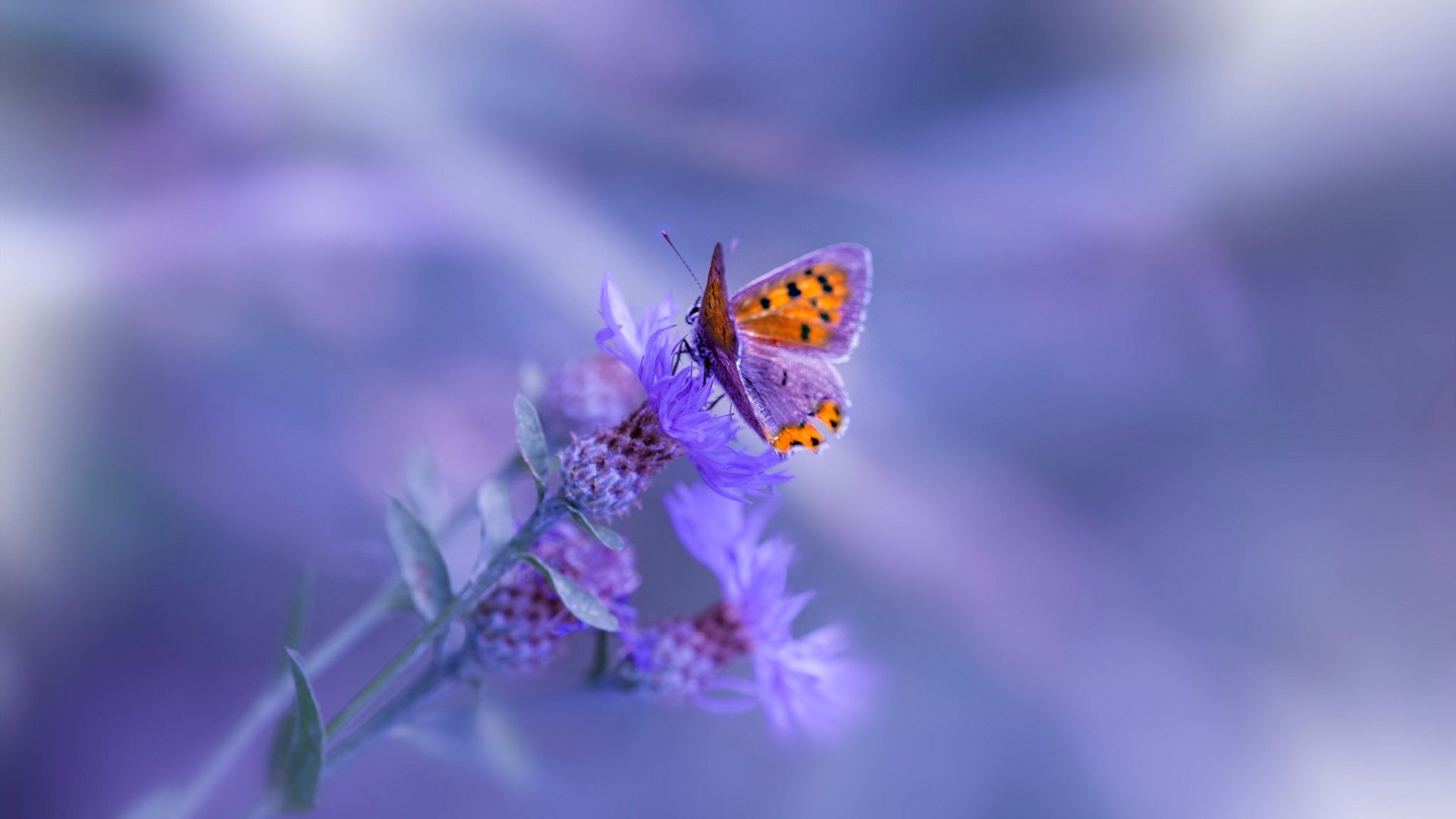 篮球运动员比赛心理压力缓解方法探讨,篮球运动员心理素质