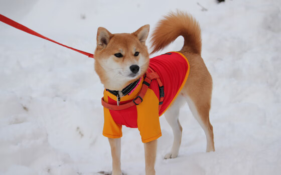 九游网游官网-国家队关键时刻缺乏得分主控手，国家队没填的坑