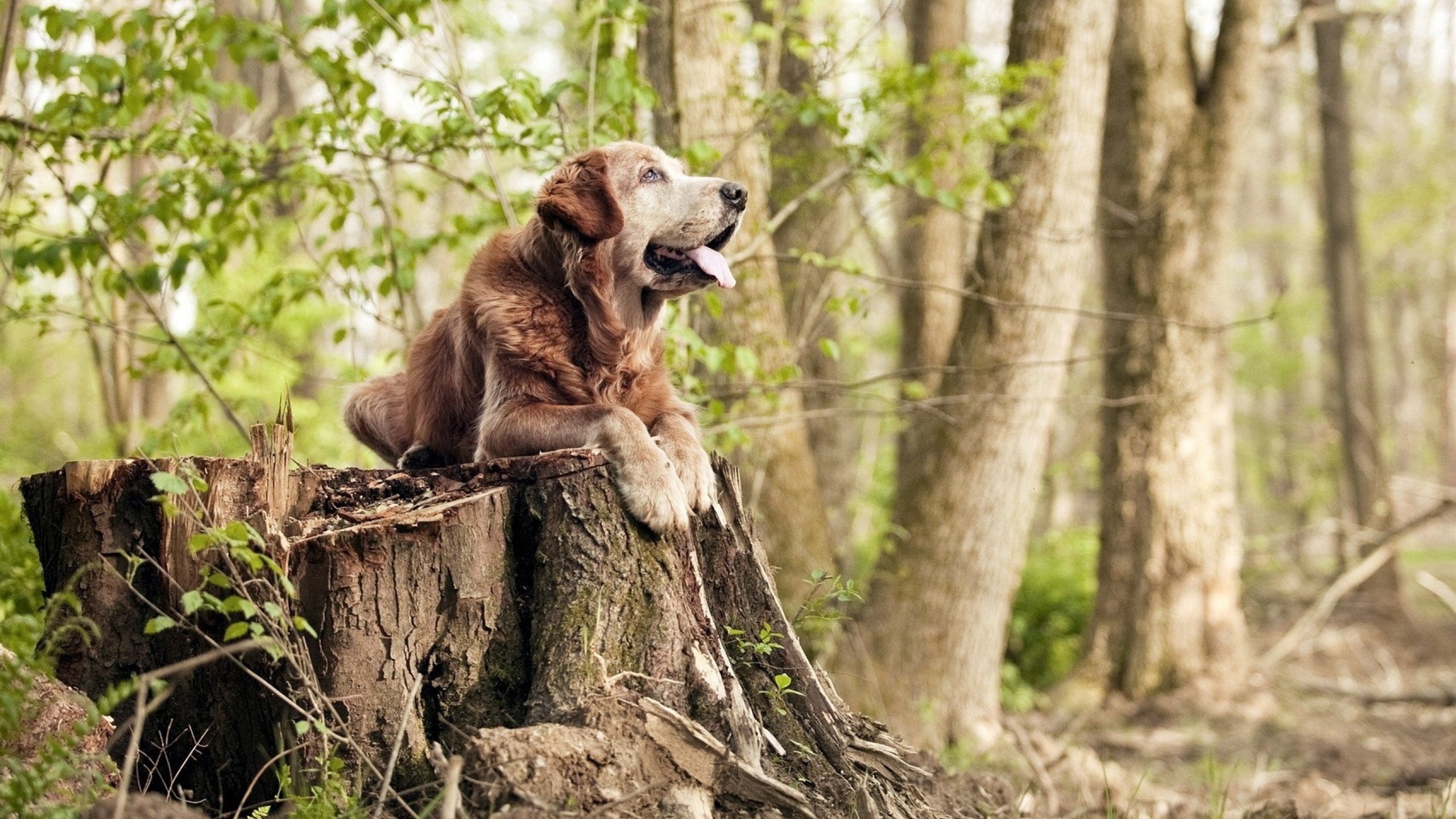 “从青训到国际舞台:萨尔·巴赫的进阶之路”