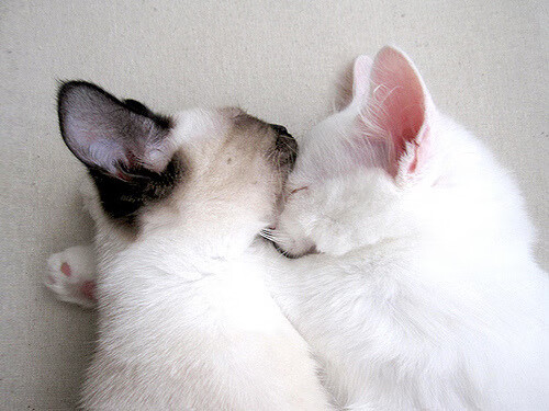 世界杯传奇永存:精彩瞬间,永世难忘!,世界杯经典瞬间