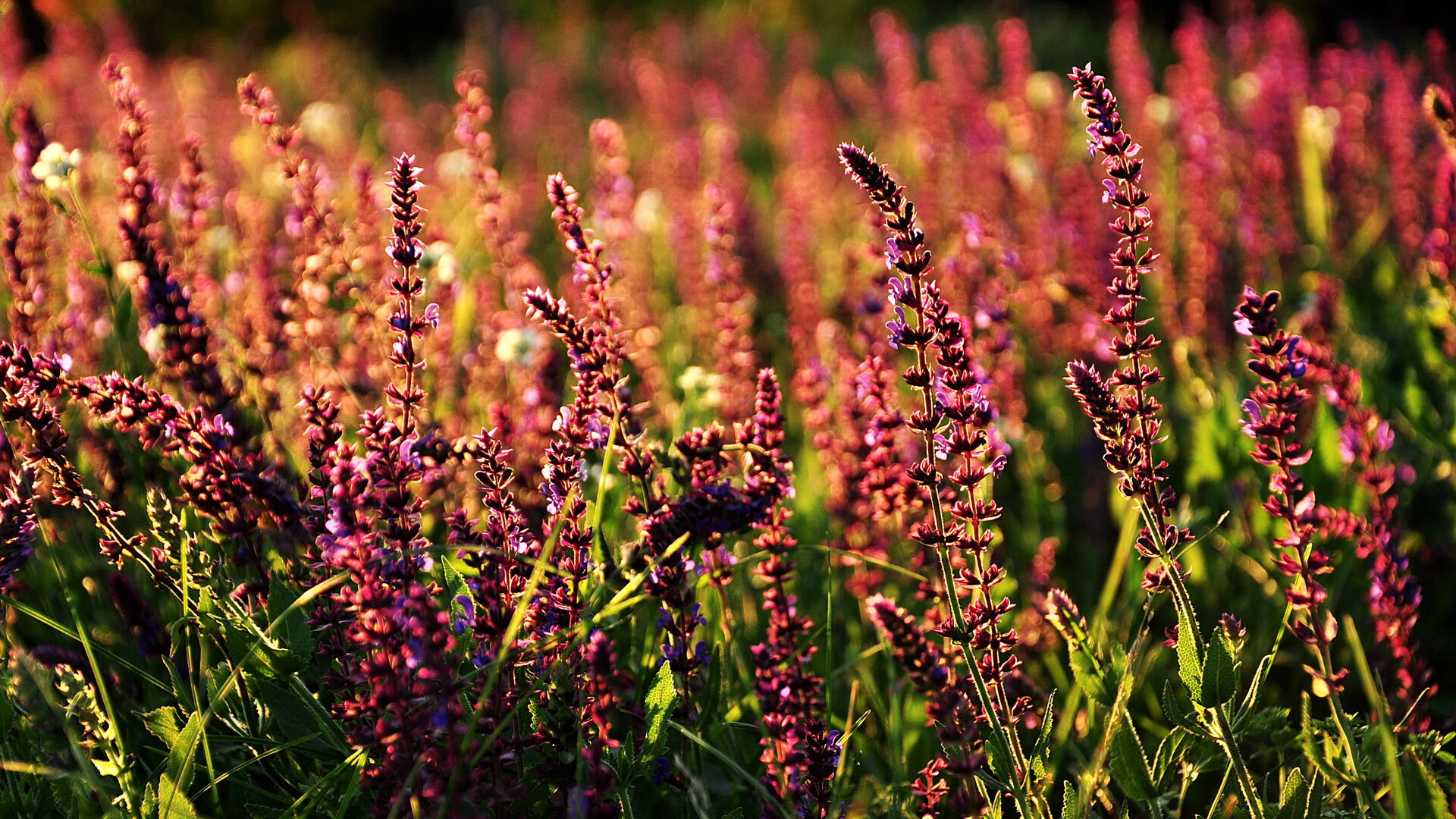 德甲战术大变:变化迅速,精彩纷呈,德甲赛制介绍