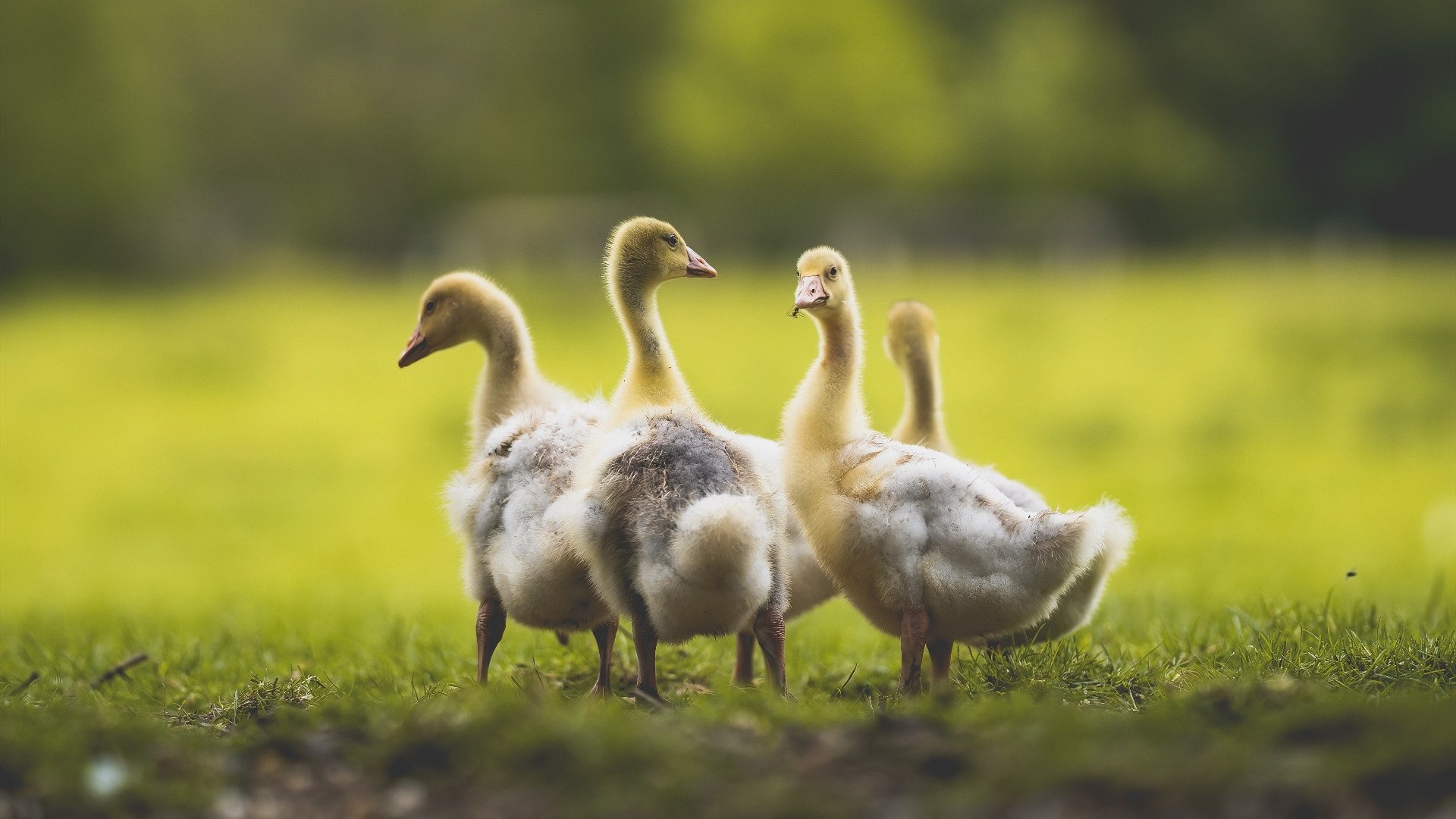 斯洛伐克男篮 在欧洲预赛中持续拼搏,期待突破