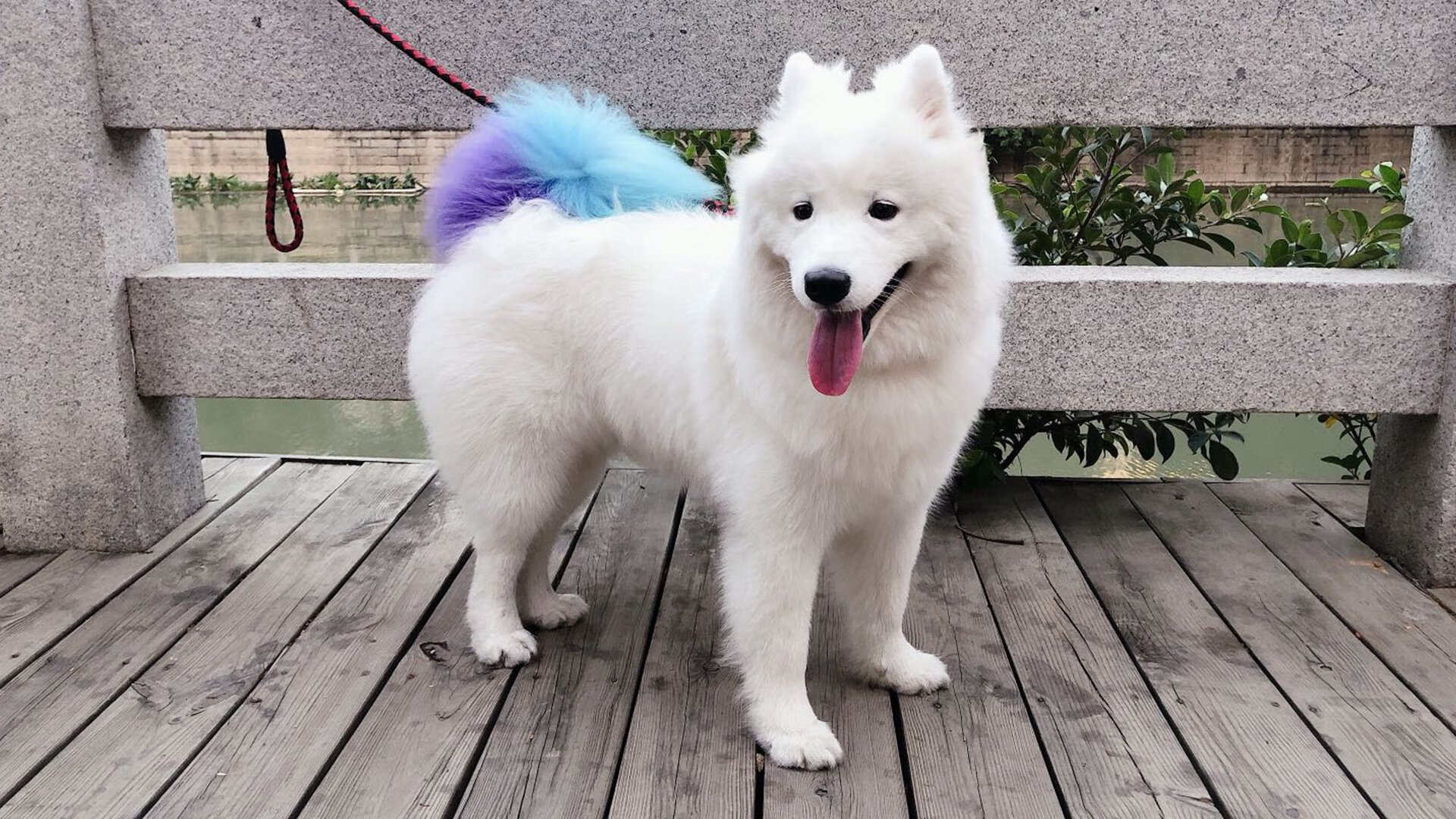 泰国女篮在亚洲锦标赛中突破自我,期待奥运门票