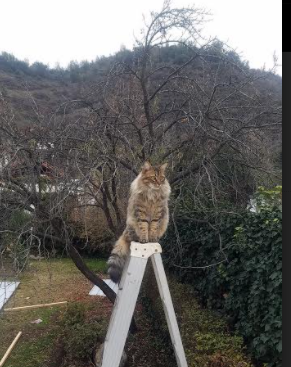 九游游戏中心官网-澳大利亚橄榄球赛事成为全球体育市场的新兴力量，澳大利亚橄榄球队