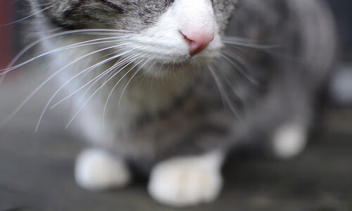 米兰双雄积极备战,迎接新赛季冠军大战